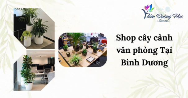 Shop cây cảnh văn phòng Bình Dương