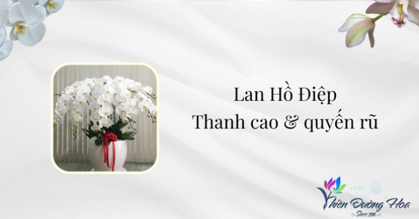 Lan Hồ Điệp – biểu tượng của vẻ đẹp sang trọng, quý phái