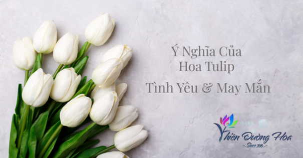 Ý nghĩa hoa tulip : tình yêu và may mắn
