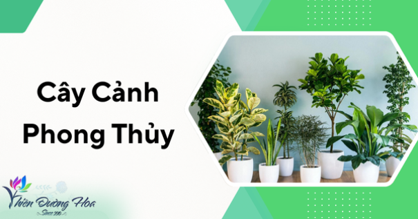 Top 3 địa chỉ bán cây cảnh phong thủy tại Bình Dương