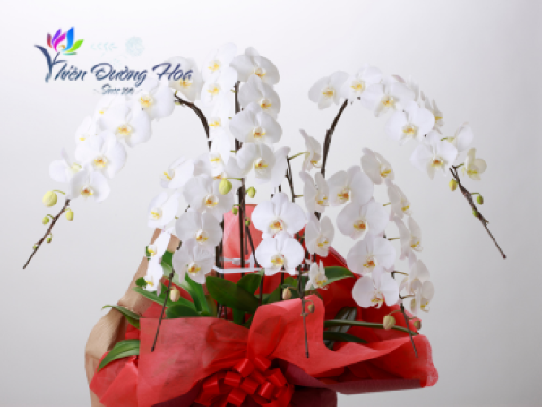 Hoa Lan Hồ Điệp được dùng vào những dịp nào?