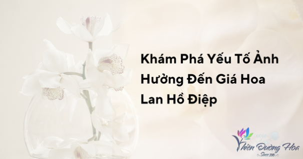 Khám phá những yếu tố ảnh hưởng đến giá hoa lan hồ điệp