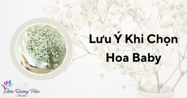 Lưu ý để chọn hoa baby chất lượng - Shop hoa baby tại Bình Dương