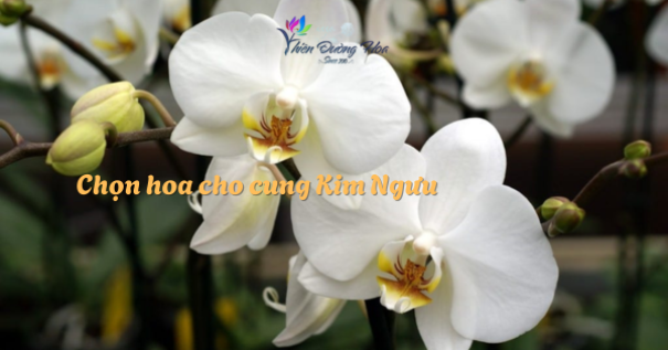 Hoa cho cung Kim Ngưu – Những loài hoa mang lại cảm giác an yên & thanh lịch