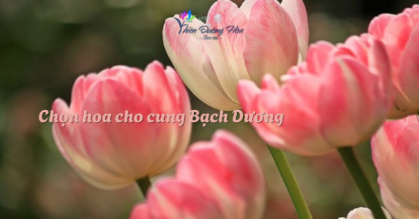 Cung Bạch Dương nên chọn hoa gì? Gợi ý theo tính cách