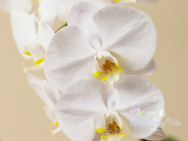 Ý nghĩa lan Hồ Điệp [ Đặt hoa Thủ Dầu Một - Thiên Đường Hoa ]