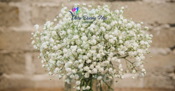 Hoa baby – Nhỏ bé nhưng tinh tế và đầy ý nghĩa
