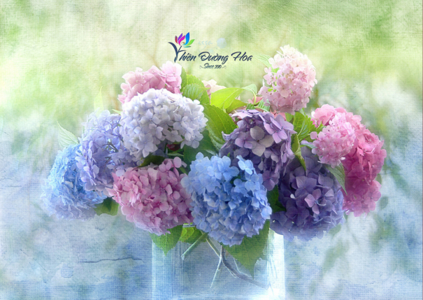 Hoa cẩm tú cầu: Biểu tượng của sự chân thành và biết ơn