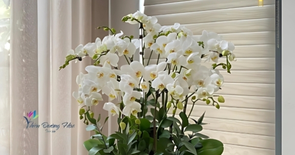 Các loại hoa Tết 2026 mang may mắn và tài lộc 