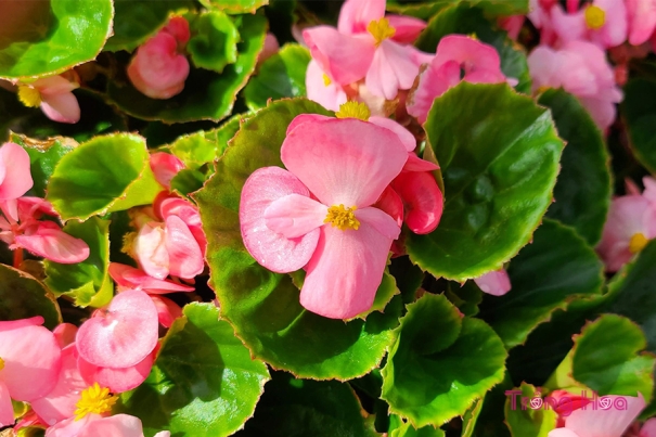 Bật mí 7 loài hoa mang lại may mắn cho mệnh Hỏa