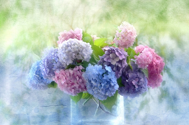 ❤ Cẩm tú cầu ➳ Loài hoa đến từ thiên đường ^‿^