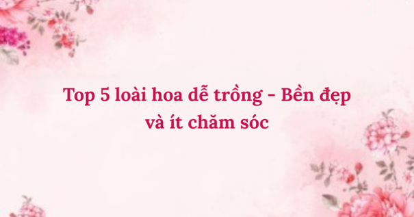 Top 5 loài hoa dễ trồng – Bền đẹp và ít chăm sóc