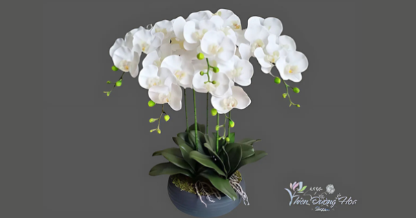 Báo giá chậu lan chơi Tết 2024