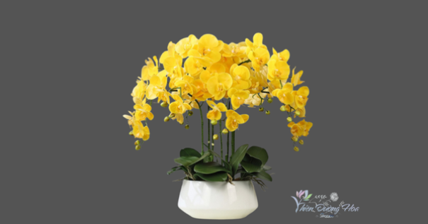 Shop bán hoa lan hồ điệp tại Dĩ An [ GIÁ RẺ - GIAO NHANH ]