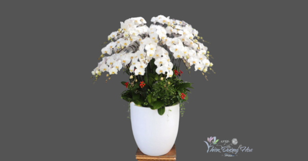 Shop bán hoa lan hồ điệp tại Bến Cát