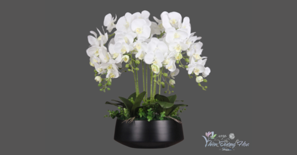 Shop lan hồ điệp tại Tân Uyên [ GIAO NHANH TRONG 30 PHÚT]