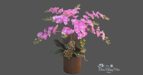 Shop lan hồ điệp tại thành phố mới Bình Dương [GIAO TẬN NƠI 24/7]