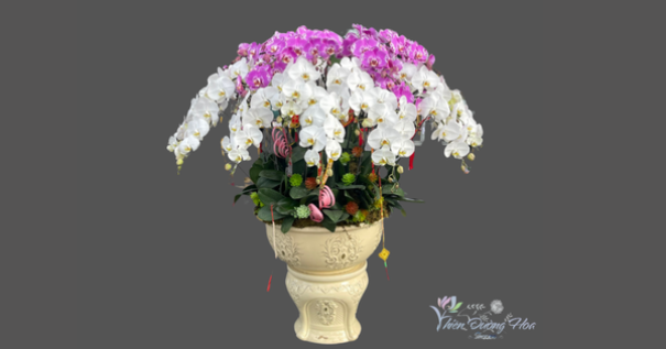 Lưu ý để chọn hoa lan hồ điệp chất lượng - Shop lan hồ điệp tại Thuận An