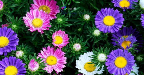 Ý nghĩa các màu sắc trong hoa – Chọn sao cho đúng dịp