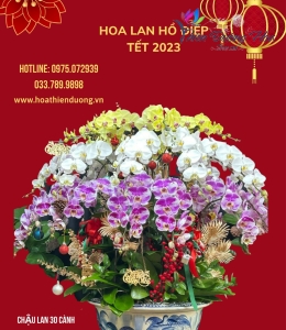 Chậu Vip Tam Sắc