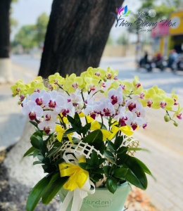 Chậu lan mini- tươi sáng 015