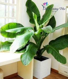 Cây đại phú gia - Tài Lộc 01