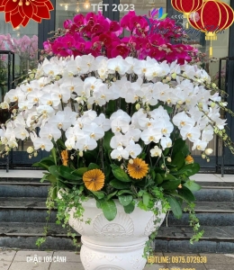 Chậu Siêu Vip 2023