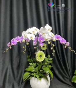 Chậu hoa lan 5 cành