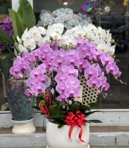 Hồng Khởi Sắc 243