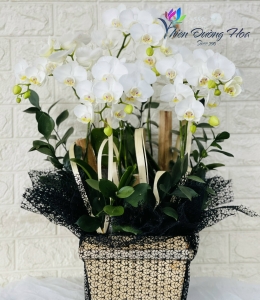 Hộp gỗ - Lan mini Trắng Ama