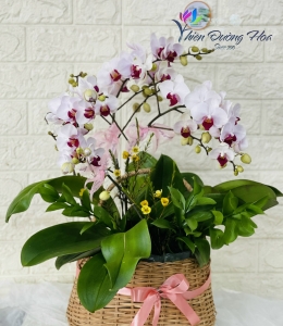 Siêu dễ thương- 003