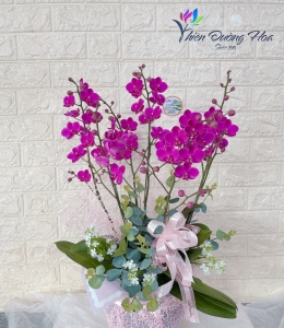 Mini mãn thiên hồng