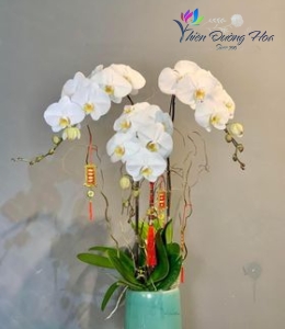 Lan hồ điệp Trắng- V3