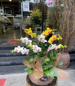 giỏ lan mini - song sắc