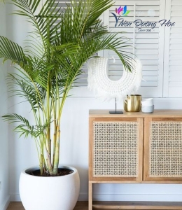 Cây cây trang trí