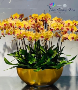 Chậu lan hồ điệp- Sang trọng