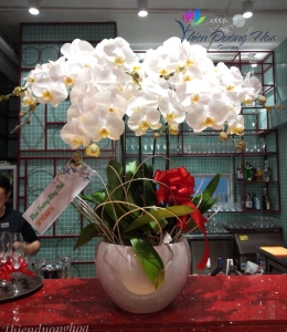 Hoa lan hồ điệp - Uyên ương Trắng V3 03