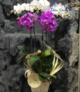 Lan hồ điệp - Tinh tế 02