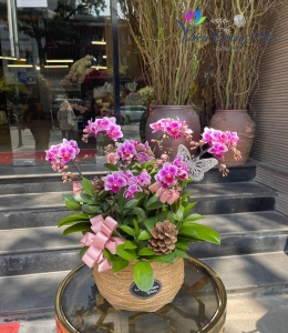 Giỏ lan lung linh 06