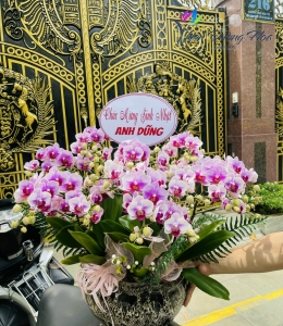 Chậu mi - Hồng 002