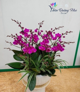 Chậu mini- Mãn thiên hồng