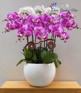 Chậu lan hồ điệp- Hiện đại