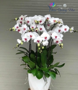 Chậu lan trắng lưỡi đỏ- Tinh tế