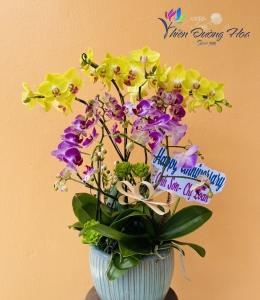 Chậu lan mini- Rực rỡ