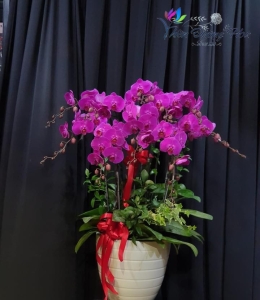 Chậu lan hồ điệp - Thịnh Vượng 03