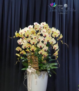 Chậu lan vàng - Phú Quý Đại Cát 01