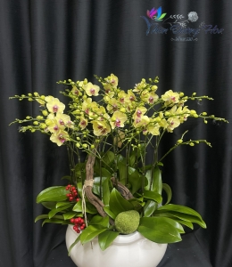 Chậu lan hồ điệp- Thần Tài