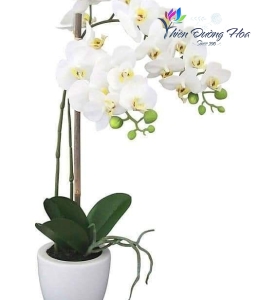 Hoa lụa cao cấp - TĐH 11