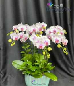 Song hỷ kim cương TDH 28