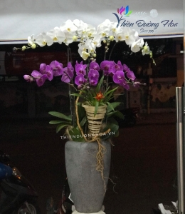 Chậu hồ điệp Tinh tế 01